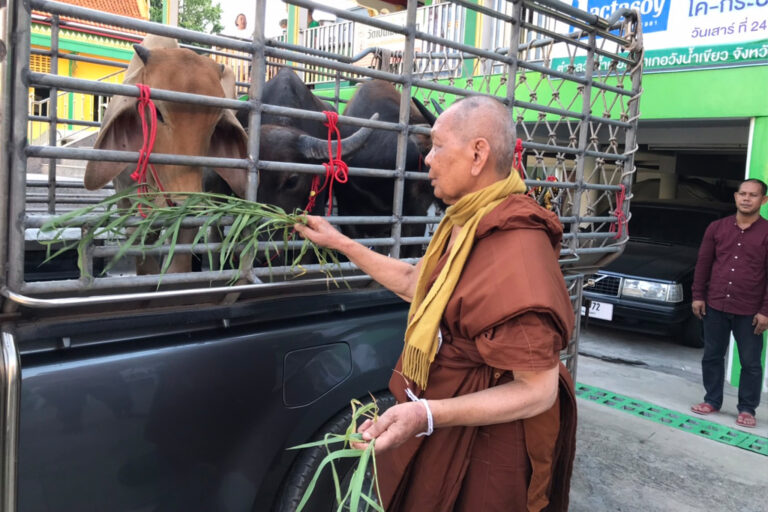 ประมวลภาพ พิธีไถ่ชีวิตโค-กระบือเนื่องในวันคล้ายวันเกิด หลวงพ่อเลี่ยม กิตฺติเมธี